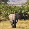 Kenya_Elefantes_Amboseli_B_DSC_0107_retocada