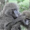 Kenya Primates and Others (October)