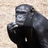 Kenya_Chimpances_OlPejeta_DSC_0819_retocada