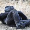 Kenya_Chimpances_OlPejeta_DSC_0828_retocada