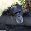 Kenya_Chimpances_OlPejeta_DSC_0829_retocada