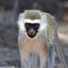 Kenya_Vervet Monkey_Samburu_B_DSC_0279_retocada