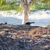 Tulum Playa Pájaro