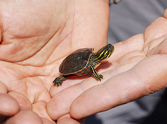 Baby turtle