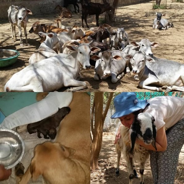 Animal aid with Fabiola | March - Udaipur | Travelogue 2018 (DEPRECATED) |  Travelogue | ChaTo